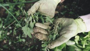 Preparazione del terreno: il primo passo per un giardino sano e pieno di vita