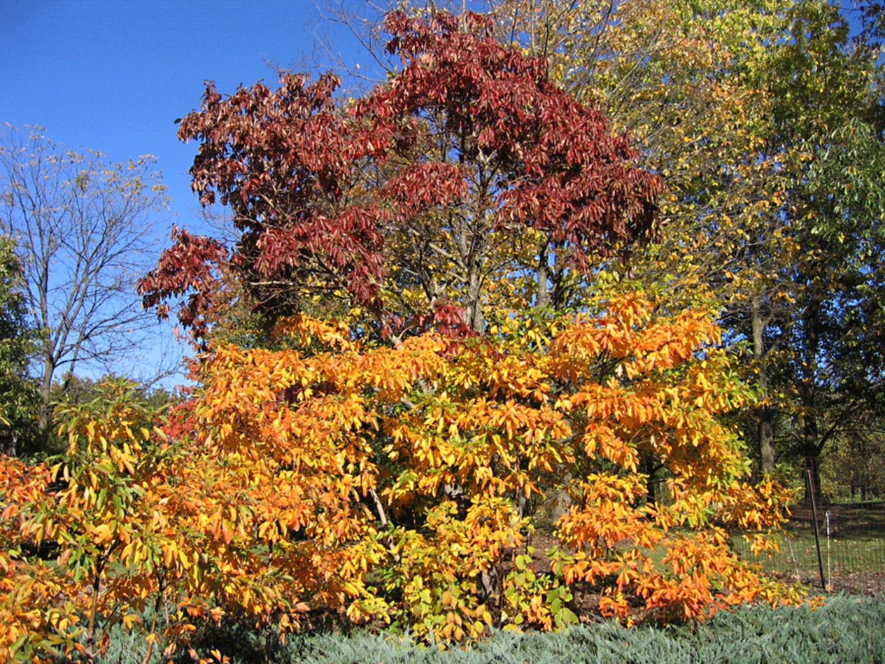 Sassofrasso: albero decorativo