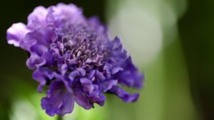 Scabiosa: una pianta facile da coltivare per un giardino colorato e ordinato