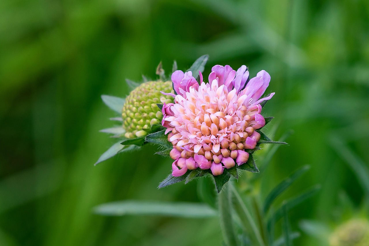 Scabiosa: fiore appuntito