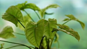 Syngonium podophyllum: come prendersi cura della punta di freccia