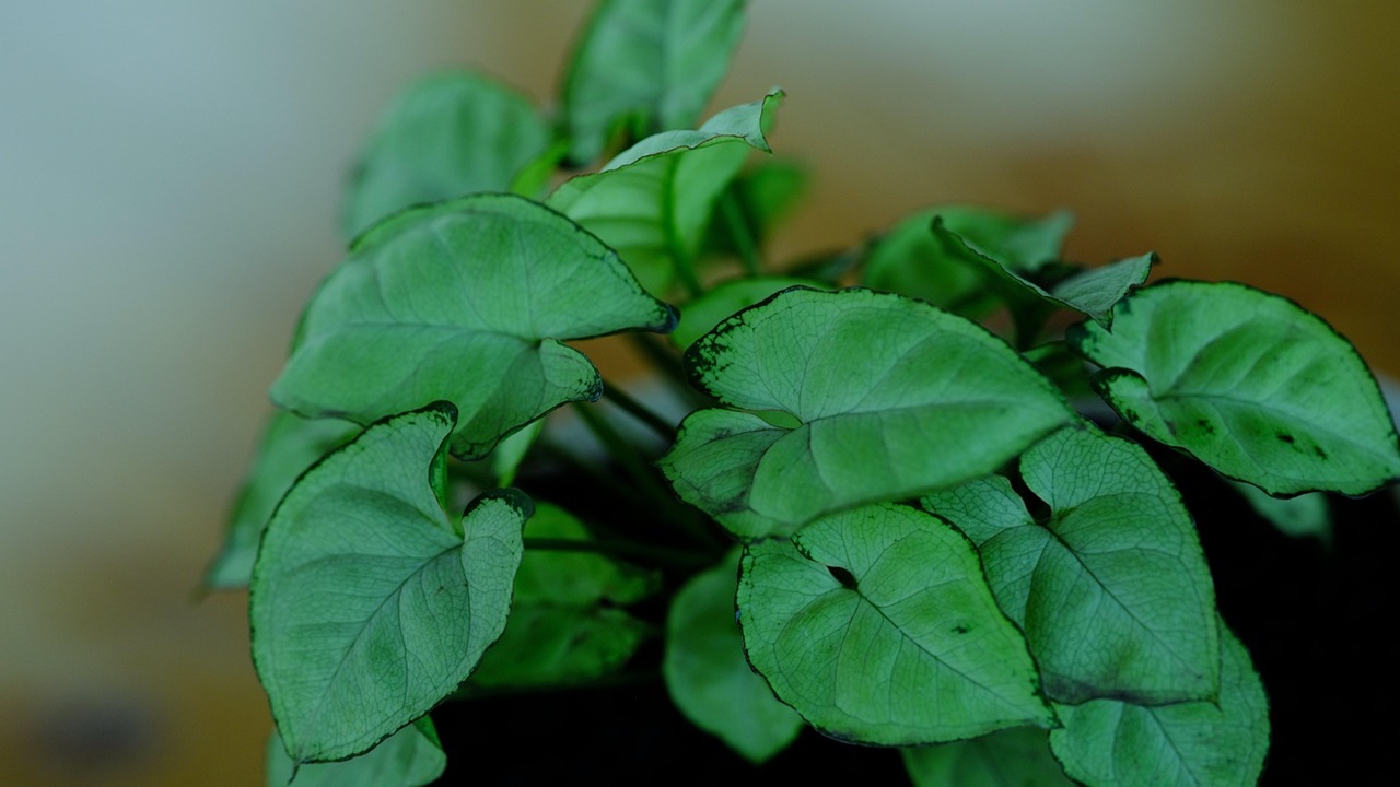syngonium podophyllum punta freccia