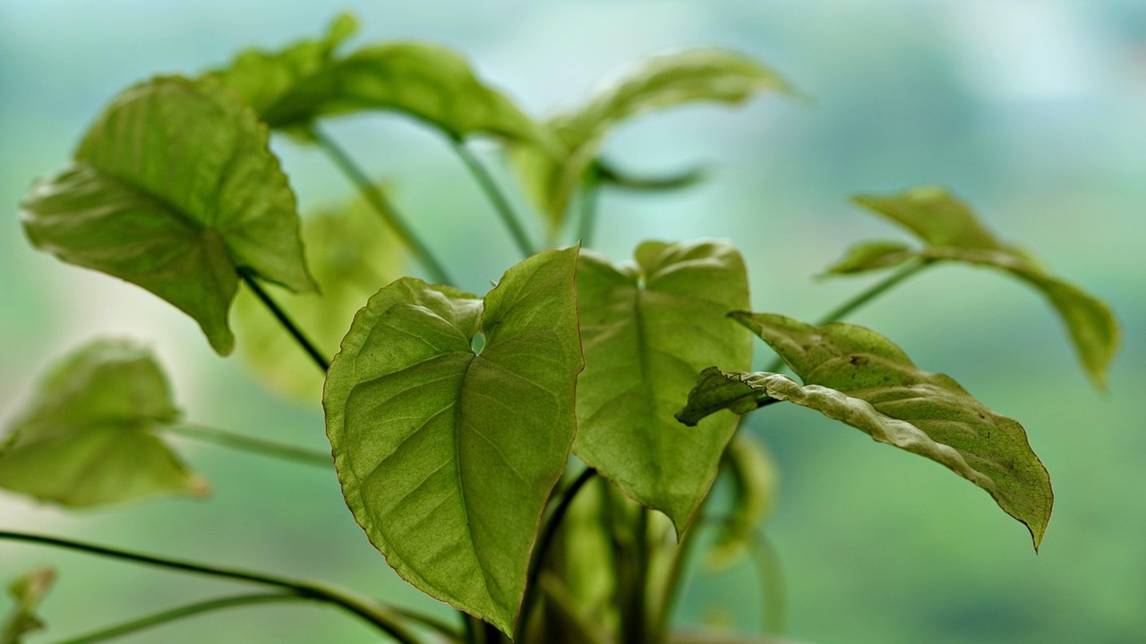 syngonium podophyllum