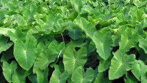 Taioba: la verdura ricca di benefici che pochi conoscono