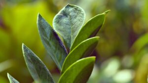 Un trucco naturale per far rifiorire la tua zamioculcas senza sforzo