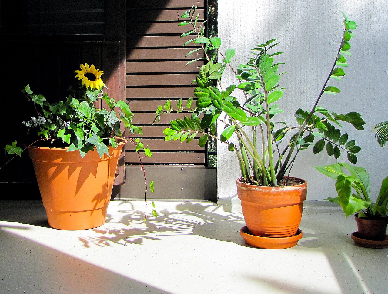 Zamioculcas: segreto per delle foglie perfette