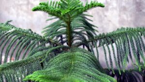 Alberi da appartamento per trasformare la casa in un’oasi verde