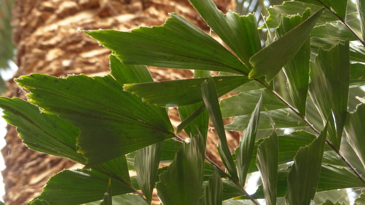 alberi appartamento caryota mitis