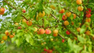 Come piantare e far crescere velocemente un albero da frutto: la mini guida
