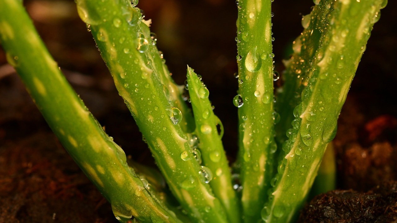 aloe vera marrone