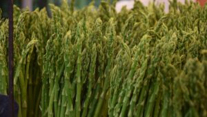 Come e quando raccogliere gli asparagi – la risposta corretta che pochi conoscono