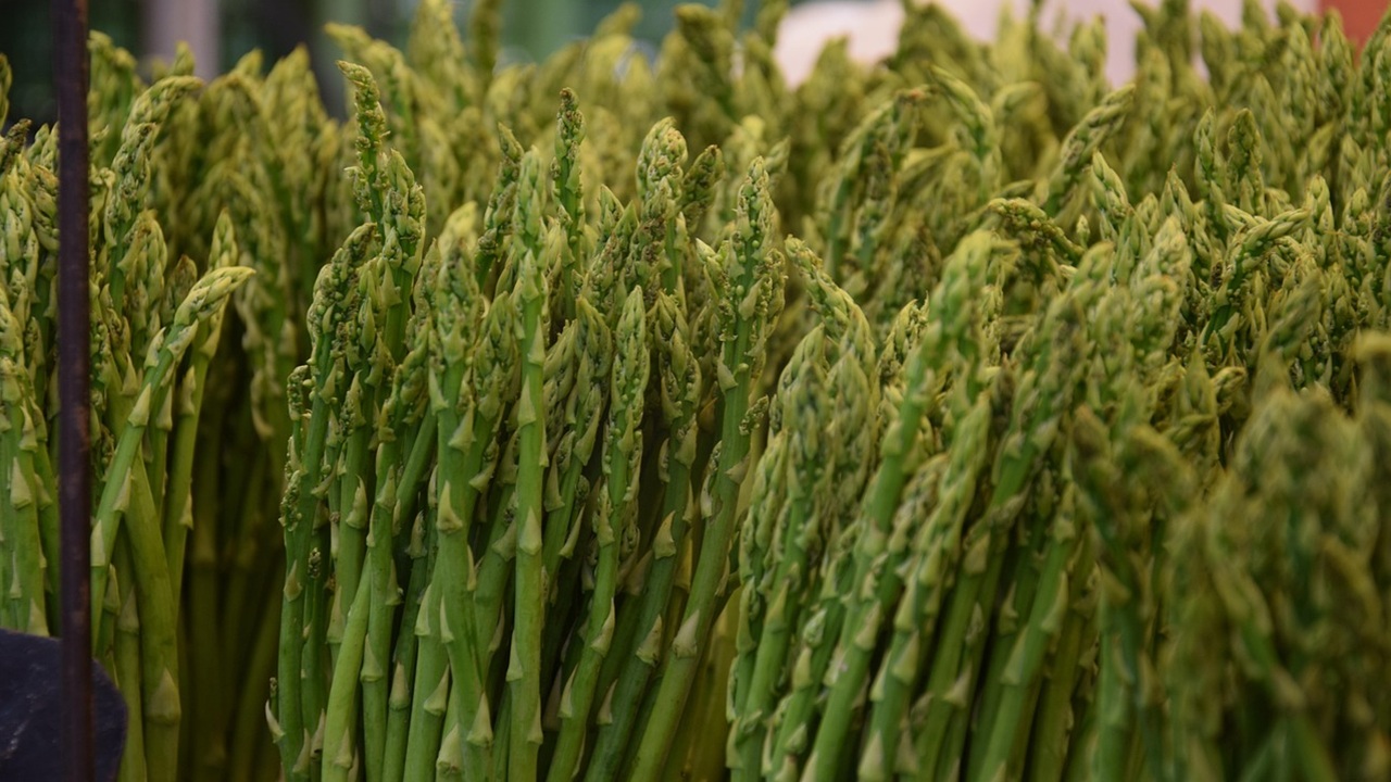 asparagi raccogliere