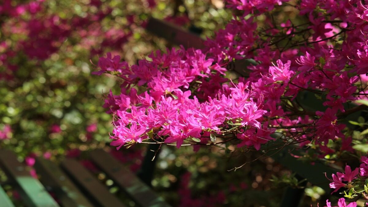 Piante da giardino con foglie rosse | Edilizia in un Click