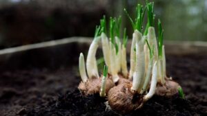 Bulbi, rizomi e tuberi sono la stessa cosa? Non proprio