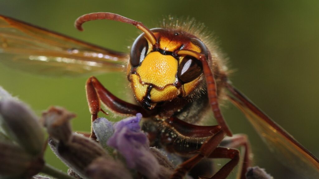 Come impedire ai calabroni di nidificare in giardino – la risposta ti sorprenderà