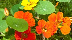 Capuchina: tutto ciò che c’è da sapere su questo fiore