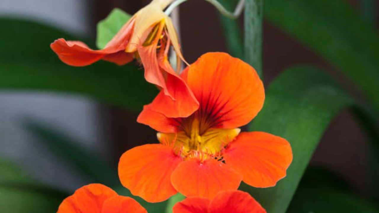 fiore di capuchina
