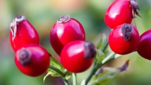 Cosa sono i cinorrodi – tutto quello che volevate sapere su questi frutti spettacolari