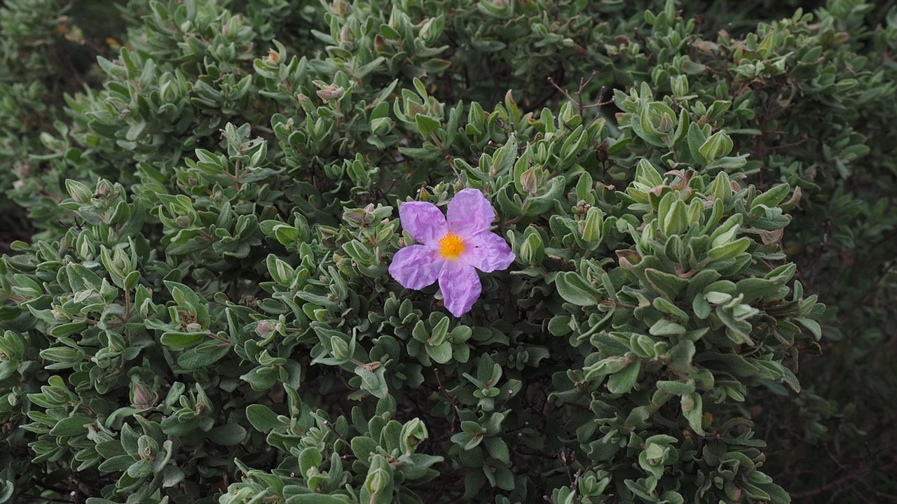 cisto villoso fiore