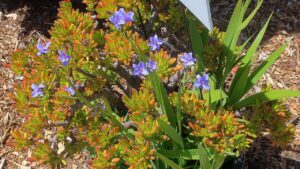 Crassula ovata ‘Gollum’, il cactus per chi ama il Signore degli Anelli