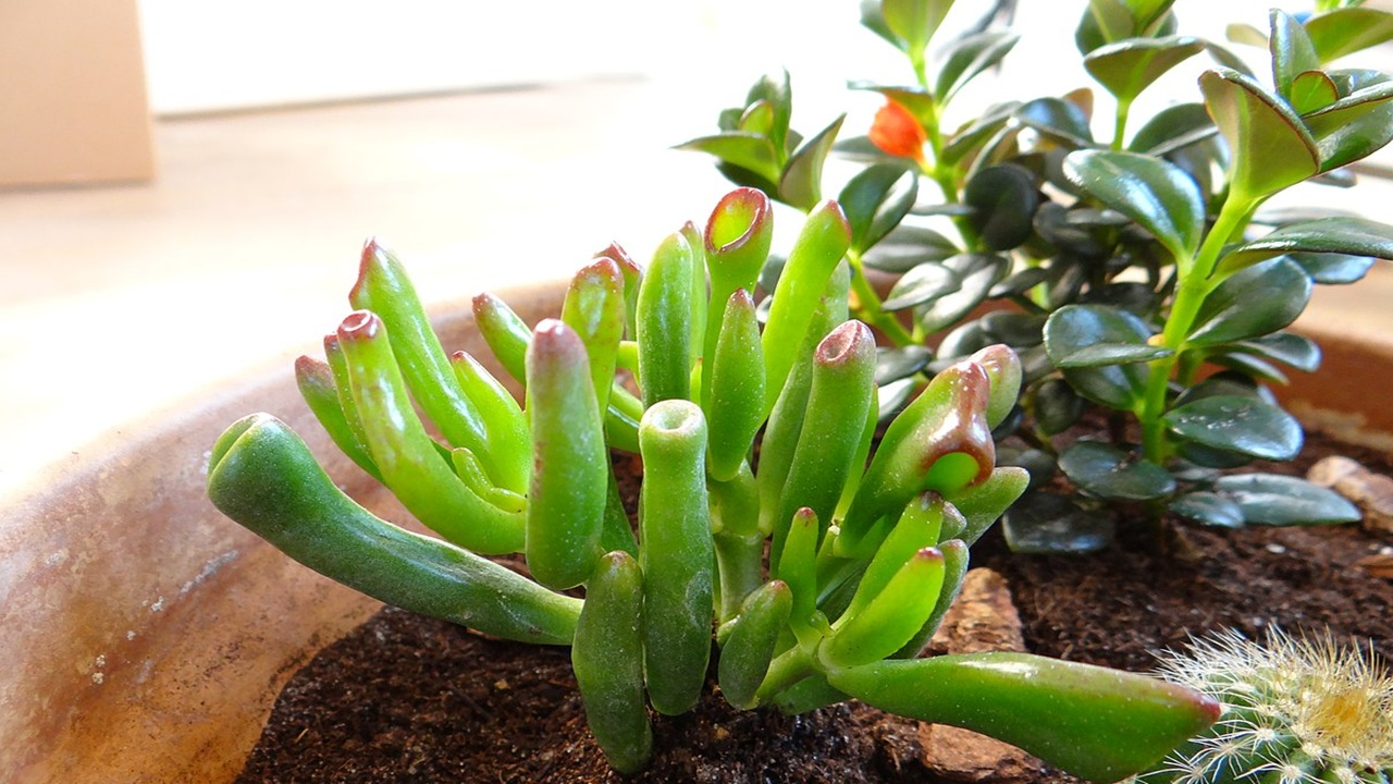crassula ovata shrek