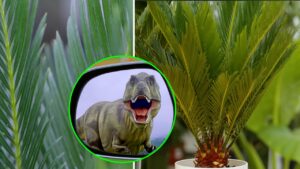 Cycas revoluta: guida alla cura e coltivazione di questa meravigliosa pianta fossile