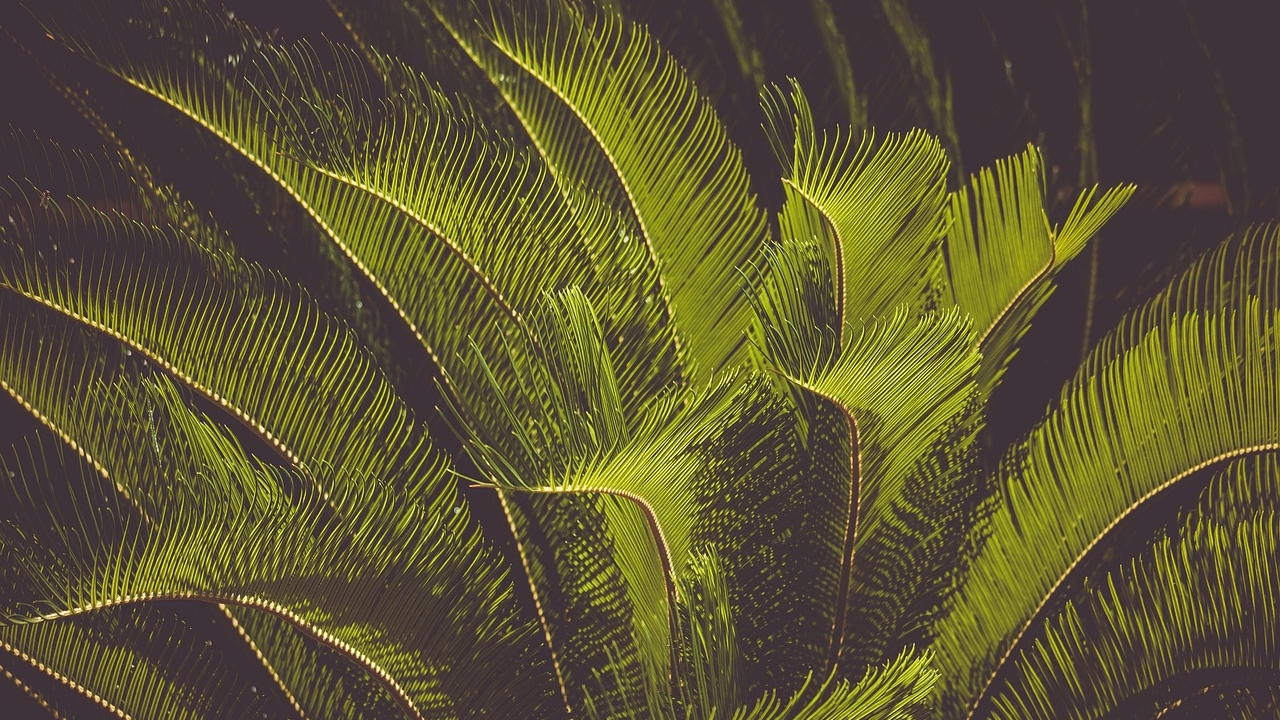 cycas revoluta al vento