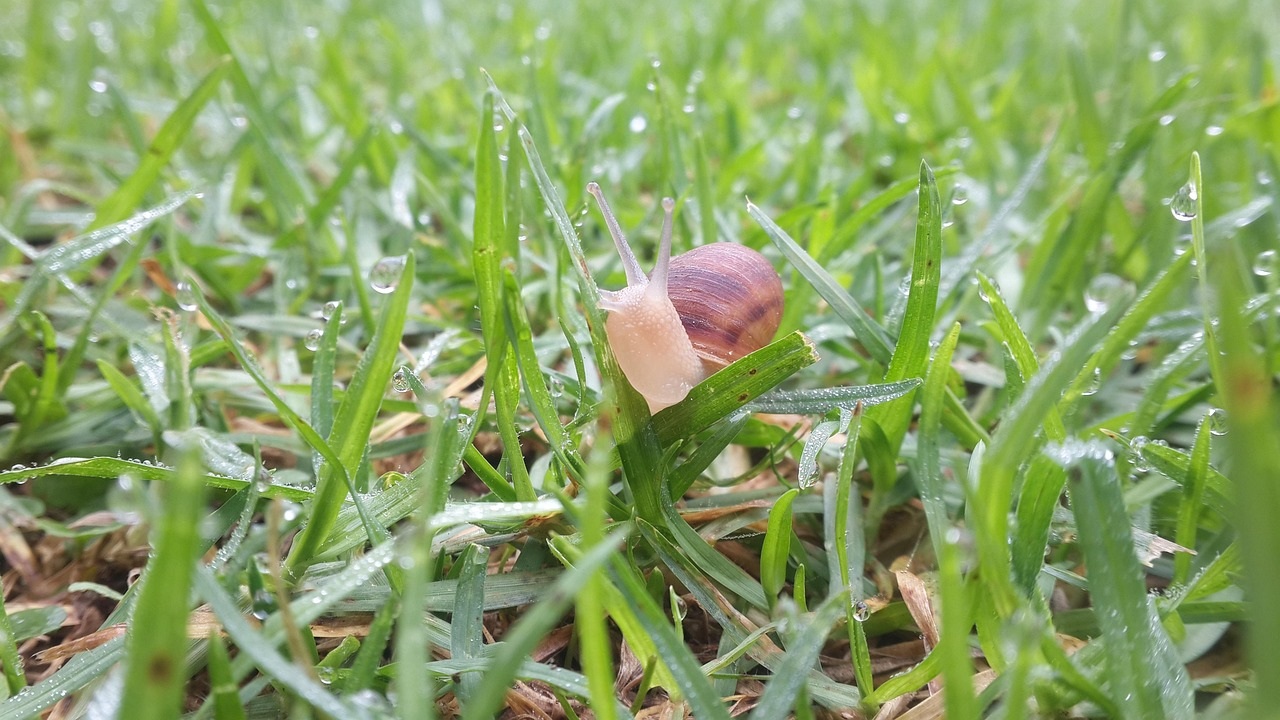 erba bagnata