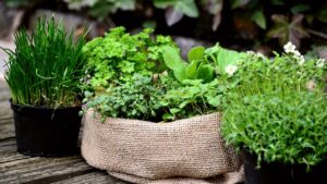 Come far crescere più velocemente le erbe aromatiche usando un singolo ingrediente