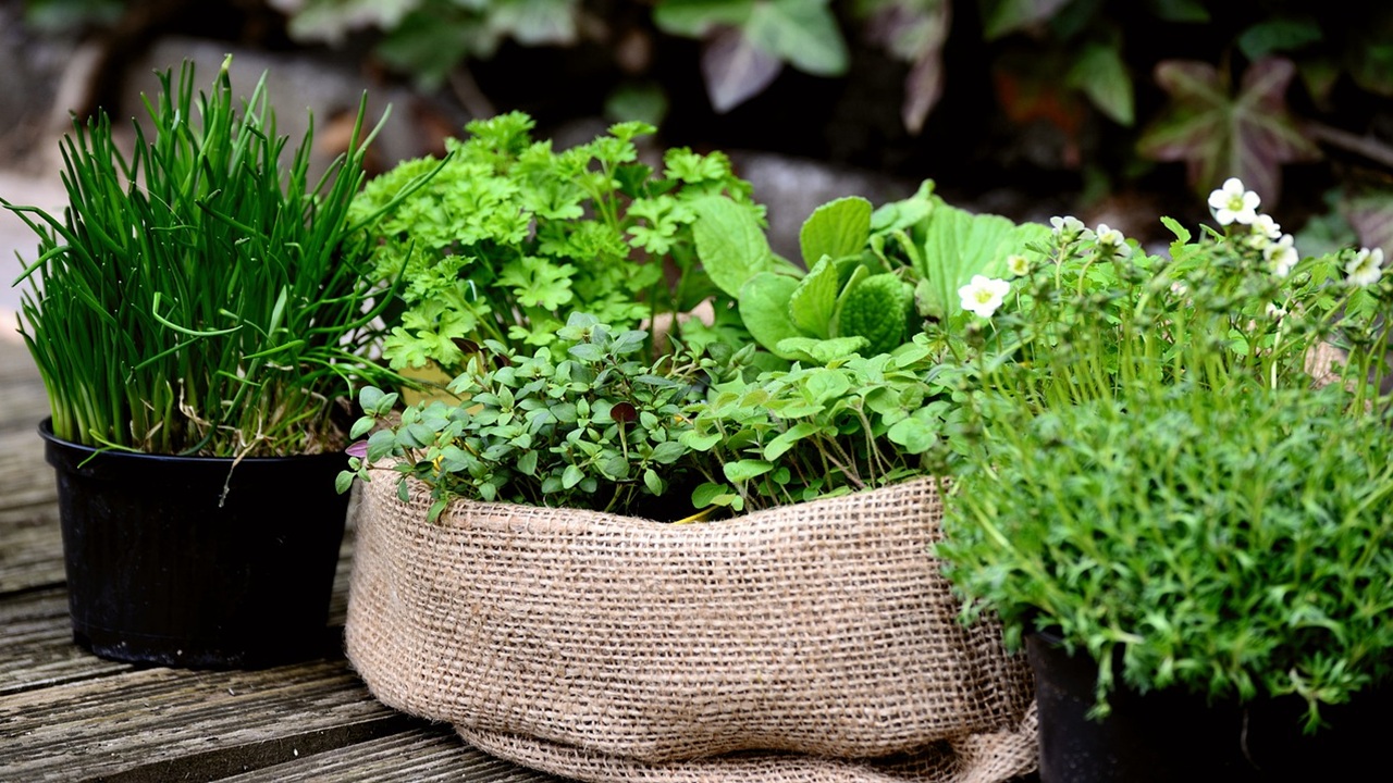 erbe aromatiche ingrediente