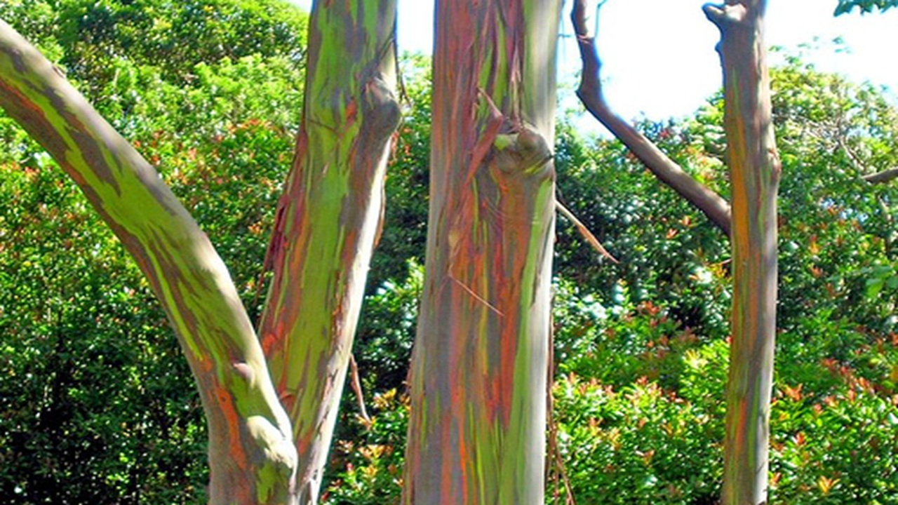 eucalipto arcobaleno albero
