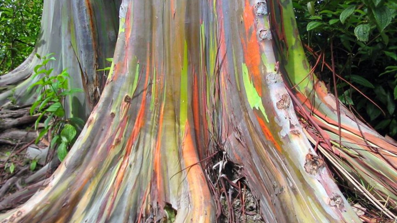 eucalipto arcobaleno