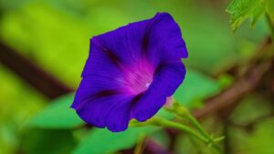 I fiori di luna non fioriscono? Come porvi rimedio