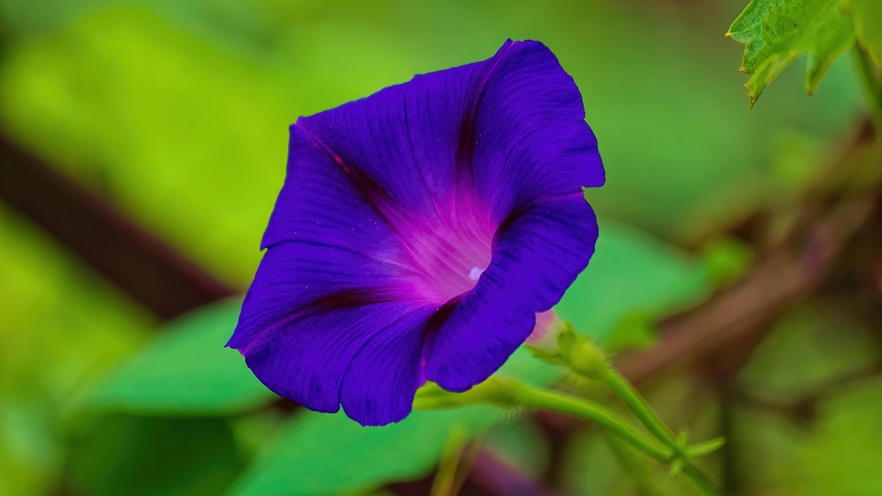 fiori lun