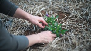 Pratiche di giardinaggio che stiamo sbagliando senza saperlo