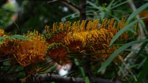 Grevillea robusta, come coltivare in giardino la quercia setosa dai fiori arancioni