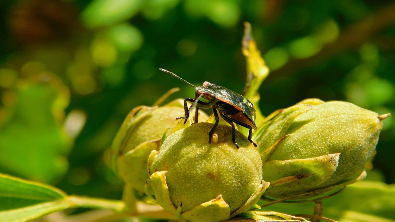 insetti pericolosi cimici