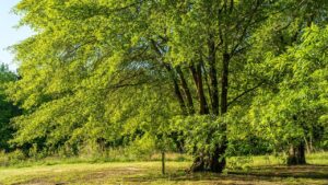 Come e perché lo juglone prodotto dal noce e altri alberi danneggia il giardino
