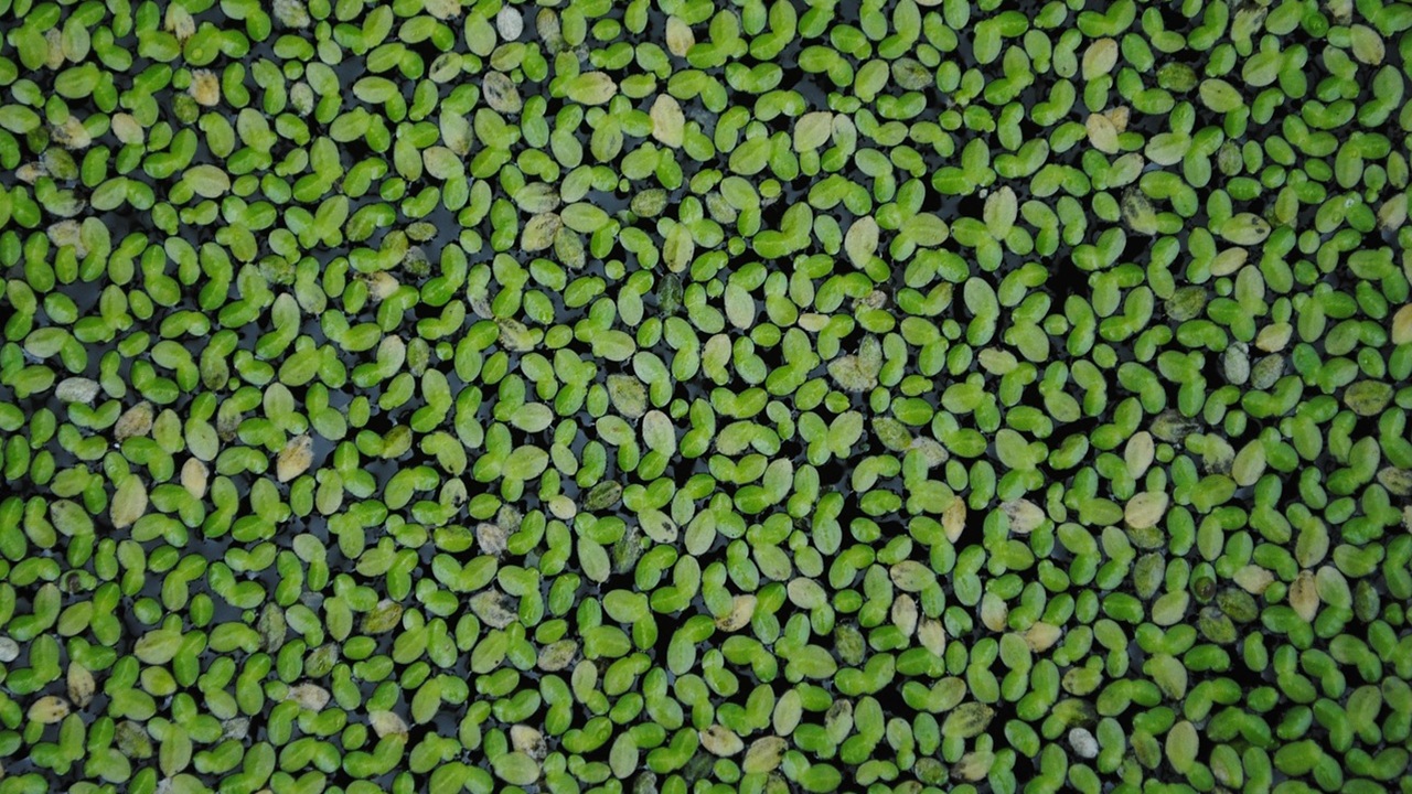 lenticchia acqua
