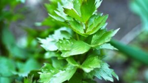 Levistico: piccola guida alla coltivazione di questa pianta aromatica