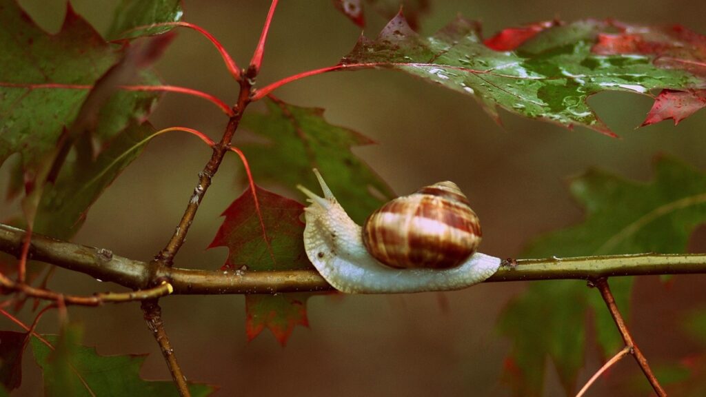 Piante da aggiungere al giardino per tenere lontane le lumache
