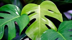 Le foglie della Monstera diventano gialle? Non è mai normale