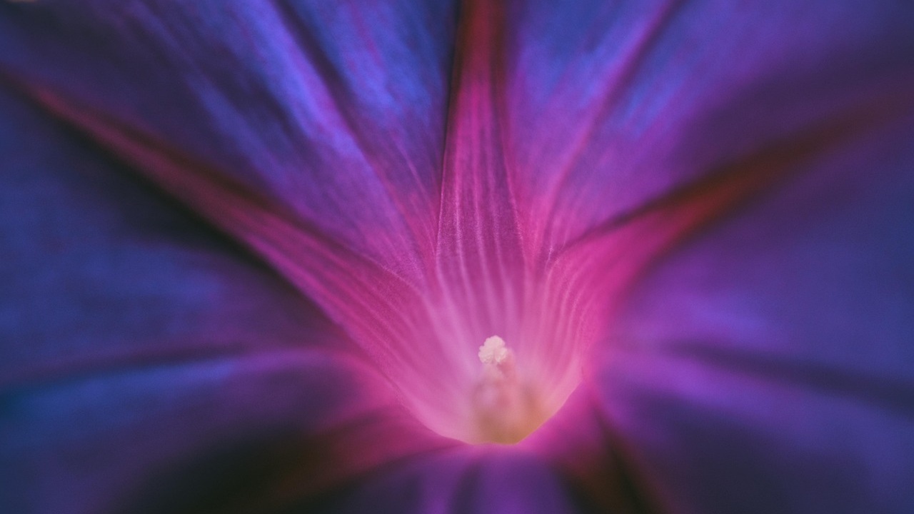 moonflower