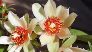 I fiori dell’ora-pro-nóbis: un’aggiunta utile e sorprendente in cucina e non solo