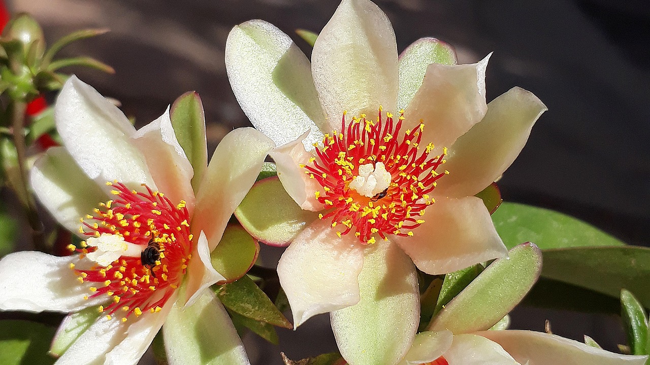 ora-pro-nóbis: fiori decorativi e non solo