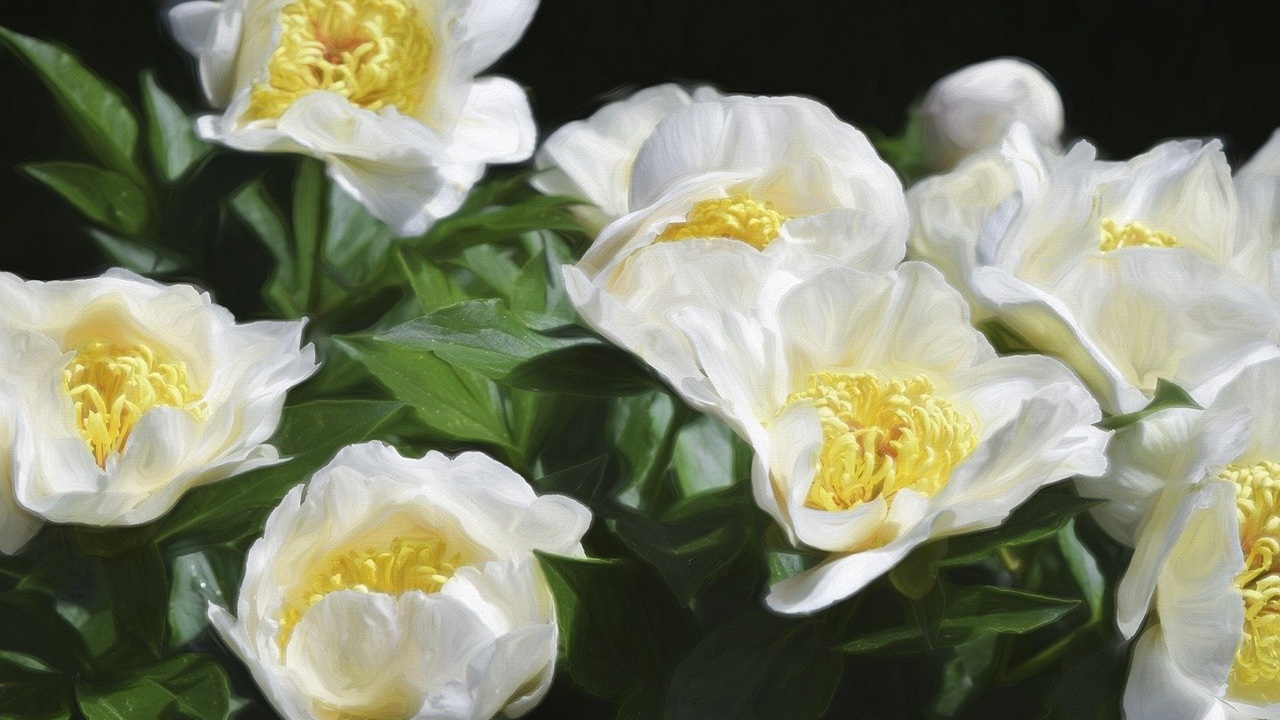 peonie bianche