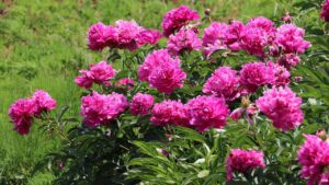 Come sostenere le peonie in modo che i fiori non cadano