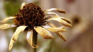 Come capire se la pianta da appartamento non può più essere salvata