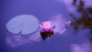Piante acquatiche per abbellire laghetti e stagni in giardino