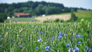 Piante a crescita rapida per giardinieri impazienti